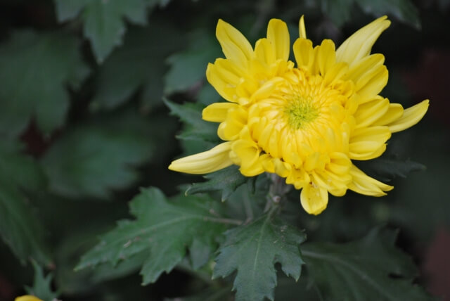 別れ花　ブログ08